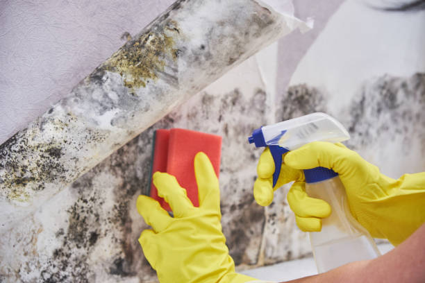 Mold Remediation for Vacation Homes in Rouse, CA